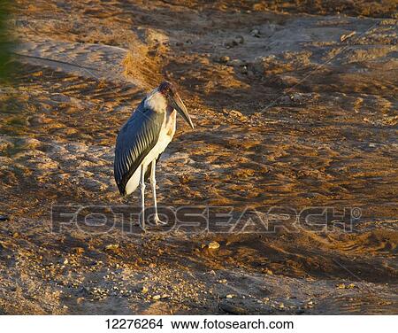 Marabou stork (Leptoptilos crumeniferus) on the banks of the Uaso Nyiro River, Shaba National Reserve; Kenya View Large Photo Image Picture - Marabou stork (Leptoptilos crumeniferus) on the banks of the Uaso Nyiro River, Shaba National Reserve; Kenya. Fotosearch