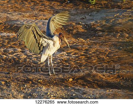 Marabou stork (Leptoptilos crumeniferus) on the banks of the Uaso Nyiro River, Shaba National Reserve; Kenya View Large Photo Image Stock Photography - Marabou stork (Leptoptilos crumeniferus) on the banks of the Uaso Nyiro River, Shaba National Reserve; Kenya. Fotosearch