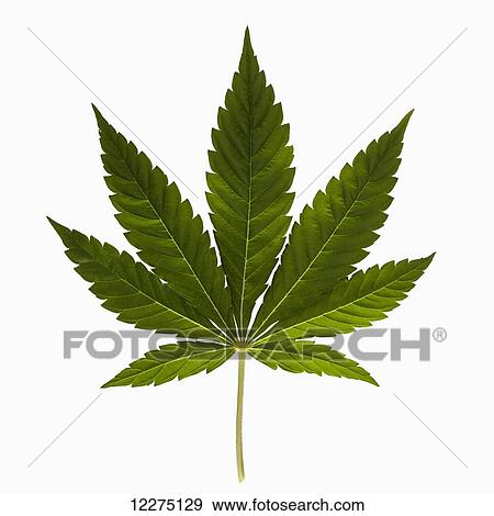 Stock Photo - Marijuana leaf on a white background. Fotosearch