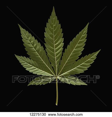 Stock Image - Marijuana leaf on black background. Fotosearch