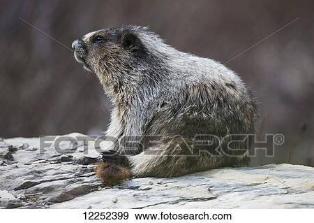 Marmot (Marmota), Yoho National Park; British Columbia, Canada View Large Photo Image Stock Photo - Marmot (Marmota), Yoho National Park; British Columbia, Canada. Fotosearch