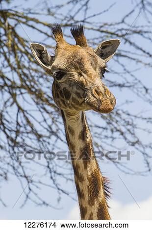 Picture - Masai Giraffe (Giraffa camelopardalis tippelskirchi), Lake Naivasha National Park; Kenya. Fotosearch