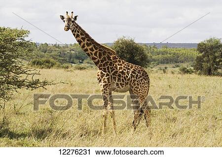 Masai Giraffe (Giraffa camelopardalis tippelskirchi), Nairobi National Park; Kenya View Large Photo Image Stock Image - Masai Giraffe (Giraffa camelopardalis tippelskirchi), Nairobi National Park; Kenya. Fotosearch