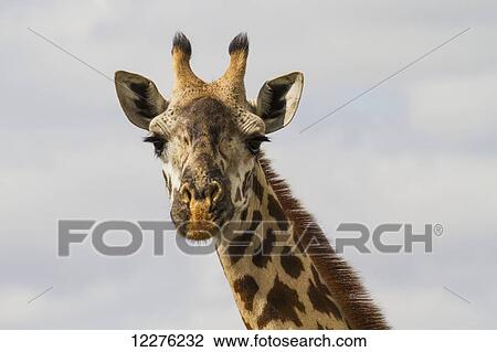Masai Giraffe (Giraffa camelopardalis tippelskirchi), Nairobi National Park; Kenya View Large Photo Image Stock Image - Masai Giraffe (Giraffa camelopardalis tippelskirchi), Nairobi National Park; Kenya. Fotosearch