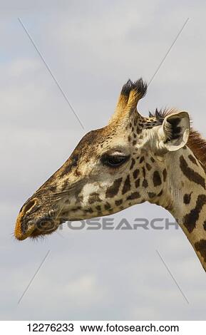 Stock Image - Masai Giraffe (Giraffa camelopardalis tippelskirchi), Nairobi National Park; Kenya. Fotosearch