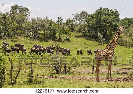 Stock Photo - Masai Giraffe (Giraffa camelopardalis tippelskirchi), Mara North Conservancy; Kenya. Fotosearch