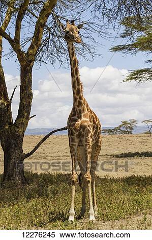 Stock Photography - Masai Giraffe (Giraffa camelopardalis tippelskirchi), Lake Naivasha National Park; Kenya. Fotosearch