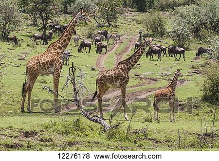 Stock Photo - Masai Giraffes (Giraffa camelopardalis tippelskirchi), Mara North Conservancy; Kenya. Fotosearch