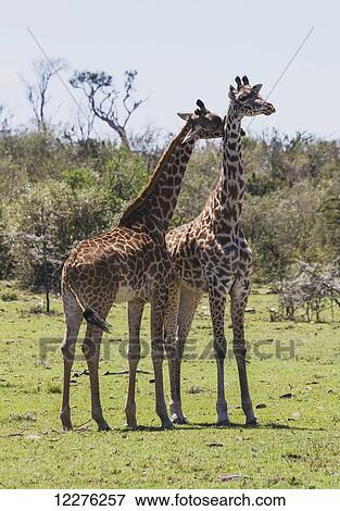 Stock Photo - Masai Giraffes (Giraffa camelopardalis tippelskirchi), Mara Naboisho Conservancy; Kenya. Fotosearch