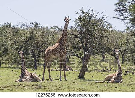 Masai Giraffes (Giraffa camelopardalis tippelskirchi), Mara Naboisho Conservancy; Kenya View Large Photo Image Stock Photograph - Masai Giraffes (Giraffa camelopardalis tippelskirchi), Mara Naboisho Conservancy; Kenya. Fotosearch