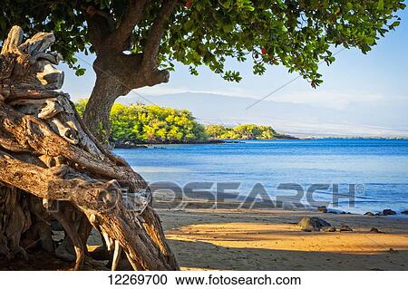 Stock Image - Mauna Kea rises over Spencer Beach Park in morning sun; Island of Hawaii, Hawaii, United States of America. Fotosearch