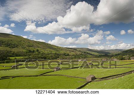 Meadows at Gunnerside, looking back up Swaledale, with drystone walls and field barns; North Yorkshire, England View Large Photo Image Picture - Meadows at Gunnerside, looking back up Swaledale, with drystone walls and field barns; North Yorkshire, England. Fotosearch