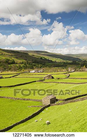 Meadows at Gunnerside, looking back up Swaledale, with drystone walls and field barns; North Yorkshire, England View Large Photo Image Stock Photography - Meadows at Gunnerside, looking back up Swaledale, with drystone walls and field barns; North Yorkshire, England. Fotosearch
