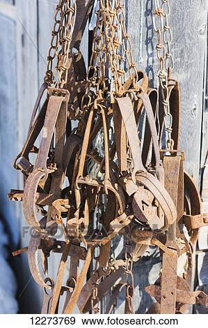 Metal traps and snares hang from chains against a wooden shed; Noatak, Alaska, United States of America View Large Photo Image Stock Photo - Metal traps and snares hang from chains against a wooden shed; Noatak, Alaska, United States of America. Fotosearch