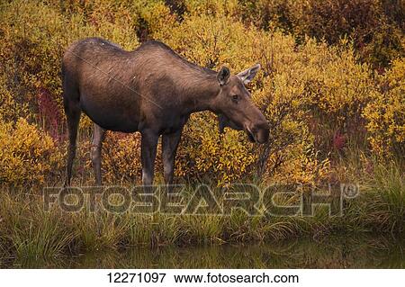 Stock Photo - Moose (alces alces) eating aquatic plants in a pond along the Dempster Highway; Yukon, Canada. Fotosearch