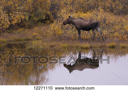 Stock Image - Moose (alces alces) reflected in a roadside pond along the Dempster Highway; Yukon, Canada. Fotosearch