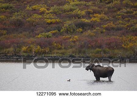 Stock Photography - Moose (alces alces) standing in front of a duck in a pond along the Dempster Highway; Yukon, Canada. Fotosearch
