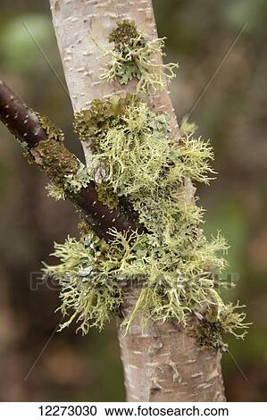 Stock Image - Moss growing on a birch tree trunk; Thunder Bay, Ontario, Canada. Fotosearch