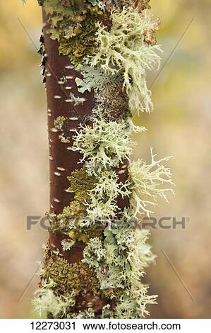 Moss growing on a birch tree trunk; Thunder Bay, Ontario, Canada View Large Photo Image Stock Image - Moss growing on a birch tree trunk; Thunder Bay, Ontario, Canada. Fotosearch
