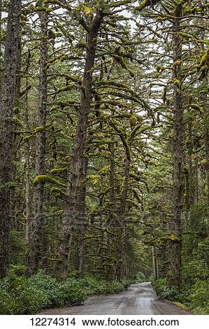 Moss grows in large clumps on the branches of the old trees within the ancient forests of Naikoon Provinical Park; Haida Gwaii, British Columbia, Canada View Large Photo Image Picture - Moss grows in large clumps on the branches of the old trees within the ancient forests of Naikoon Provinical Park; Haida Gwaii, British Columbia, Canada. Fotosearch