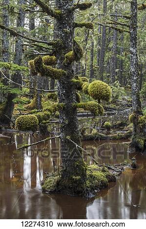 Moss grows in large clumps on the branches of the old trees within the ancient forests of Naikoon Provinical Park; Haida Gwaii, British Columbia, Canada View Large Photo Image Stock Image - Moss grows in large clumps on the branches of the old trees within the ancient forests of Naikoon Provinical Park; Haida Gwaii, British Columbia, Canada. Fotosearch