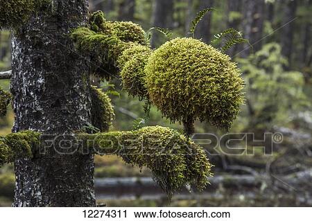 Moss grows in large clumps on the branches of the old trees within the ancient forests of Naikoon Provinical Park; Haida Gwaii, British Columbia, Canada View Large Photo Image Stock Image - Moss grows in large clumps on the branches of the old trees within the ancient forests of Naikoon Provinical Park; Haida Gwaii, British Columbia, Canada. Fotosearch