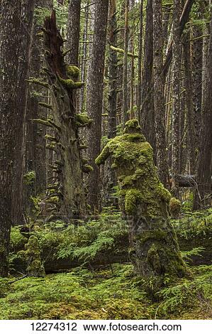 Stock Image - Moss grows in large clumps on the branches of the old trees within the ancient forests of Naikoon Provinical Park; Haida Gwaii, British Columbia, Canada. Fotosearch