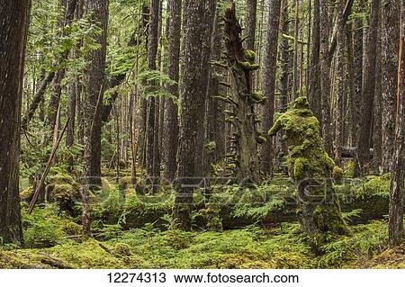 Moss grows in large clumps on the branches of the old trees within the ancient forests of Naikoon Provinical Park; Haida Gwaii, British Columbia, Canada View Large Photo Image Stock Image - Moss grows in large clumps on the branches of the old trees within the ancient forests of Naikoon Provinical Park; Haida Gwaii, British Columbia, Canada. Fotosearch