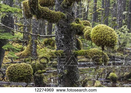 Stock Photo - Moss grows in large clumps on the branches of the old trees within the ancient forests of Naikoon Provincial Park; Haida Gwaii, British Columbia, Canada. Fotosearch