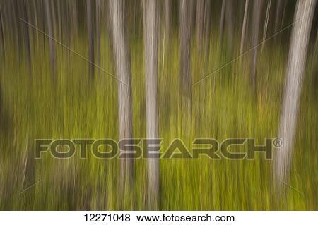 Stock Photo - Motion blur of trees; Ontario, Canada. Fotosearch