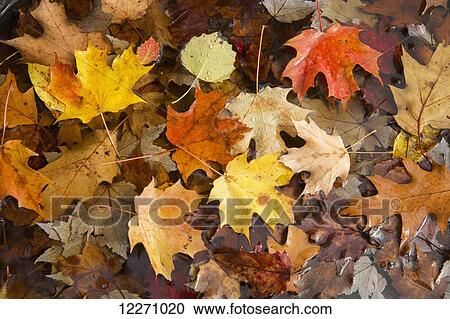 Stock Image - Multi-coloured leaves lie in a puddle during autumn; Ontario, Canada. Fotosearch