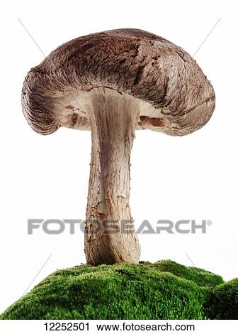 Stock Image - Mushroom on top of a broccoli mound against a white background. Fotosearch