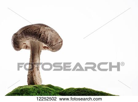 Stock Image - Mushroom on top of a broccoli mound against a white background. Fotosearch
