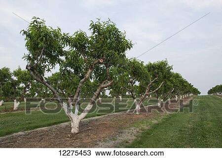 Nectarine trees in an orchard; Hershey, Pennsylvania, United States of America View Large Photo Image Stock Image - Nectarine trees in an orchard; Hershey, Pennsylvania, United States of America. Fotosearch