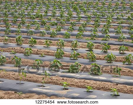 Picture - New pepper plants; Swedesboro, New Jersey, United States of America. Fotosearch