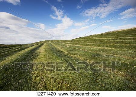 Newly mowed upland meadow; Cumbria, England View Large Photo Image Stock Image - Newly mowed upland meadow; Cumbria, England. Fotosearch