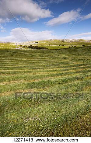 Newly mowed upland meadow; Cumbria, England View Large Photo Image Stock Photo - Newly mowed upland meadow; Cumbria, England. Fotosearch