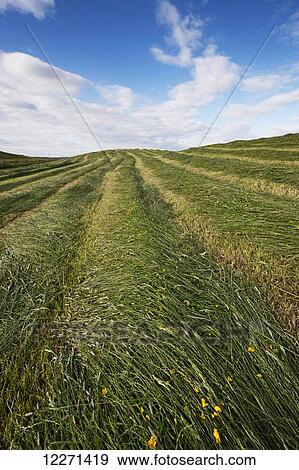 Stock Photo - Newly mowed upland meadow; Cumbria, England. Fotosearch