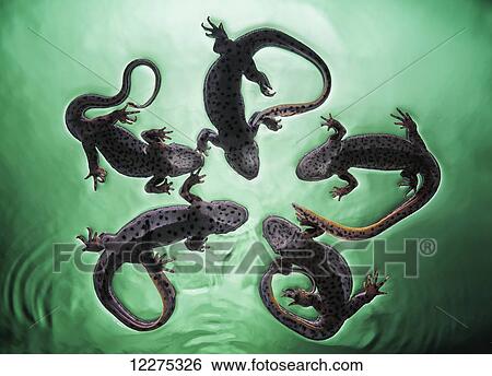 Newts (Pleurodelinae) on the surface of turquoise water; Tarifa, Cadiz, Andalusia, Spain View Large Photo Image Stock Photograph - Newts (Pleurodelinae) on the surface of turquoise water; Tarifa, Cadiz, Andalusia, Spain. Fotosearch