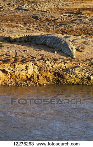 Nile crocodile (Crocodylus niloticus) on the banks of the Uaso Nyiro River, Shaba National Reserve; Kenya View Large Photo Image Stock Image - Nile crocodile (Crocodylus niloticus) on the banks of the Uaso Nyiro River, Shaba National Reserve; Kenya. Fotosearch