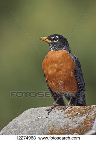 Stock Photo - North American robin (Turdus migratorius); Montreal, Quebec, Canada. Fotosearch