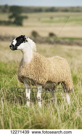 North of England mule lamb ready for sale; Cumbria, England View Large Photo Image Stock Photo - North of England mule lamb ready for sale; Cumbria, England. Fotosearch