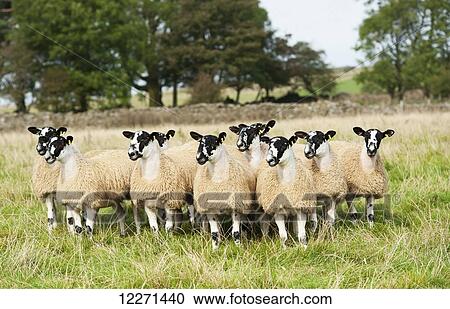North of England mule lambs ready for sale; Cumbria, England View Large Photo Image Stock Image - North of England mule lambs ready for sale; Cumbria, England. Fotosearch