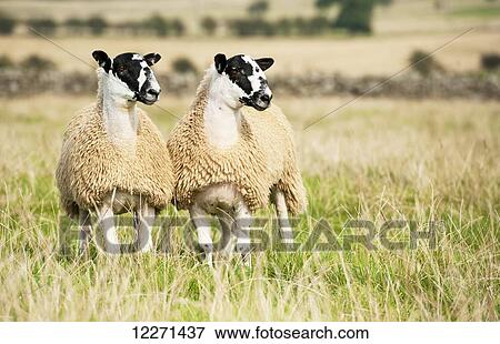 North of England mule lambs ready for sale; Cumbria, England View Large Photo Image Stock Photo - North of England mule lambs ready for sale; Cumbria, England. Fotosearch