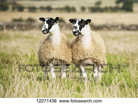 North of England mule lambs ready for sale; Cumbria, England View Large Photo Image Stock Photo - North of England mule lambs ready for sale; Cumbria, England. Fotosearch