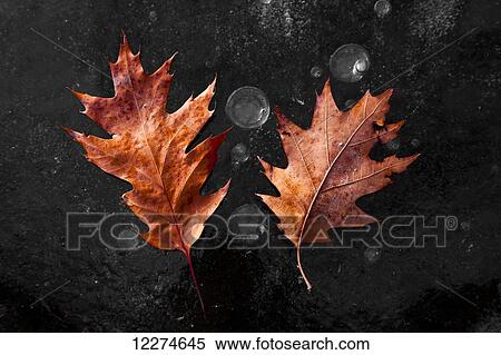 Oak leaves laying on the Backbone Lake ice at Backbone State Park near Strawberry Point; Iowa, United States of America View Large Photo Image Stock Photography - Oak leaves laying on the Backbone Lake ice at Backbone State Park near Strawberry Point; Iowa, United States of America. Fotosearch