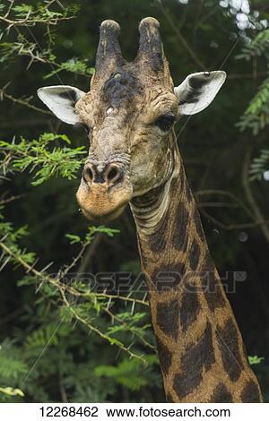 Old giraffe in Nyala Wildlife Park, near Chikwawa; Malawi View Large Photo Image Stock Image - Old giraffe in Nyala Wildlife Park, near Chikwawa; Malawi. Fotosearch