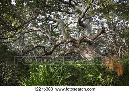 Stock Image - Old, twisted tree with a large canopy stretching out in a coastal forest; United States of America. Fotosearch