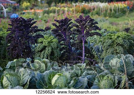 Picture - One Love organic farm; Abbotsford, British Columbia, Canada. Fotosearch