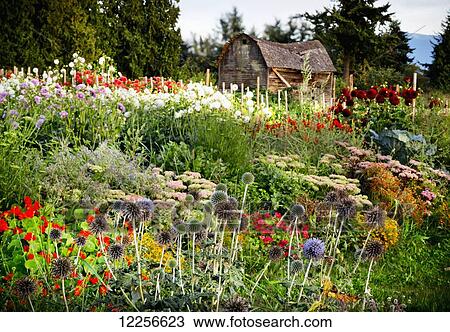 Stock Image - One Love organic farm; Abbotsford, British Columbia, Canada. Fotosearch